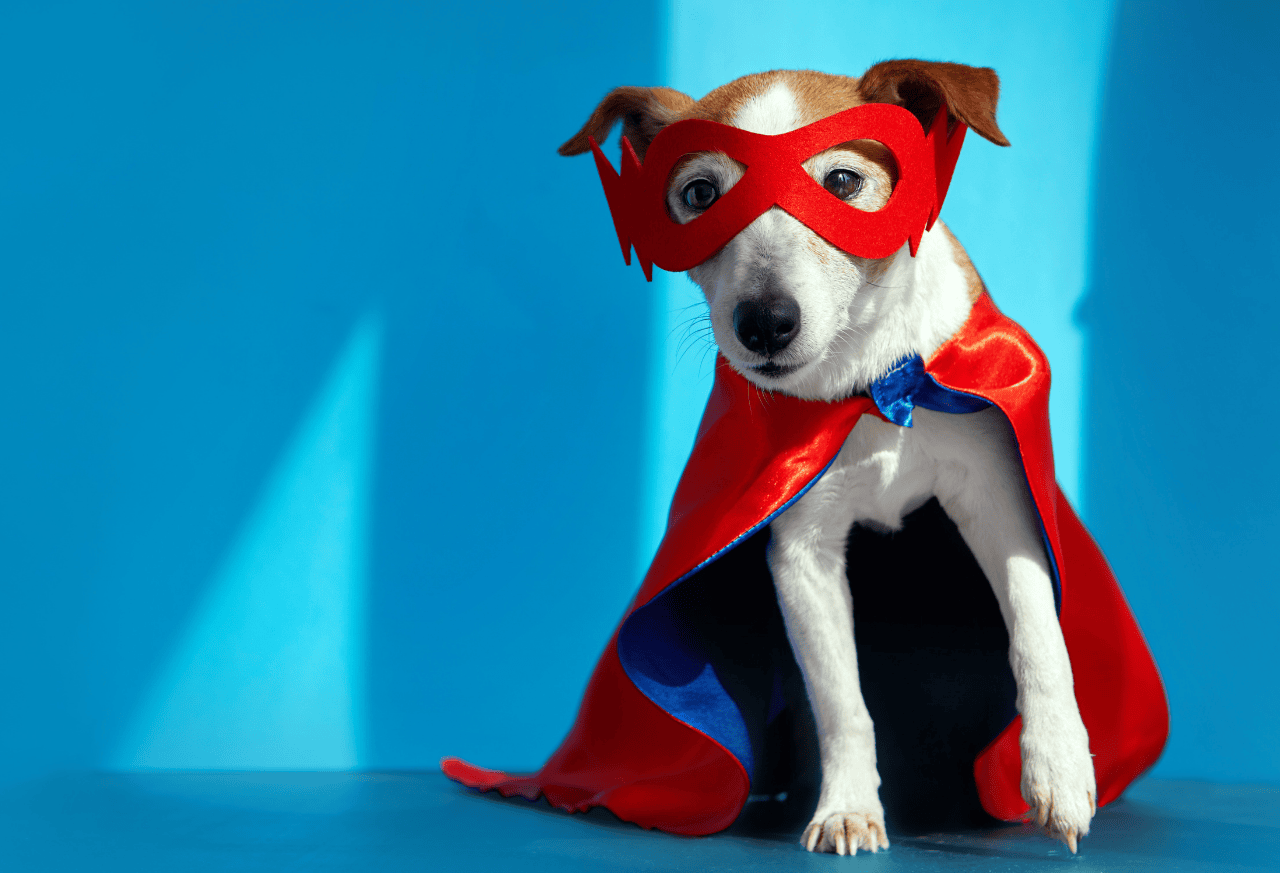 Personalized Pet Accessories: Choosing Details That Fit Their Everyday Life