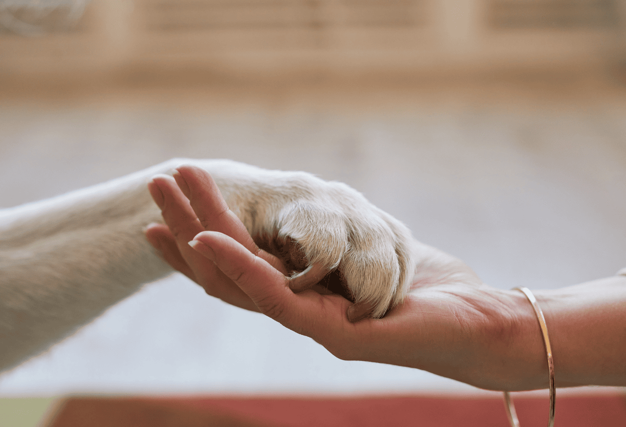 Pet Memorial Gifts: Thoughtful Ways to Remember a Beloved Companion