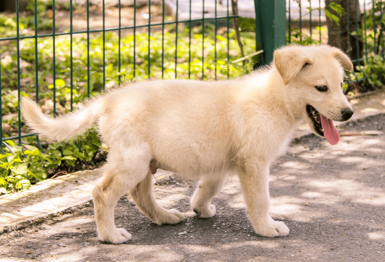 Gifts for New Pet Owners:Â Thoughtful Ways to Welcome Their New Companion